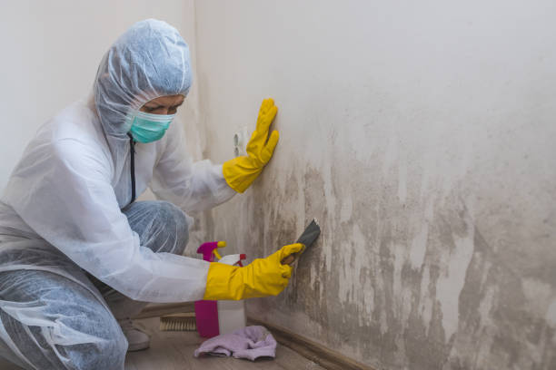 Best Industrial Mold Remediation  in Burleson, TX