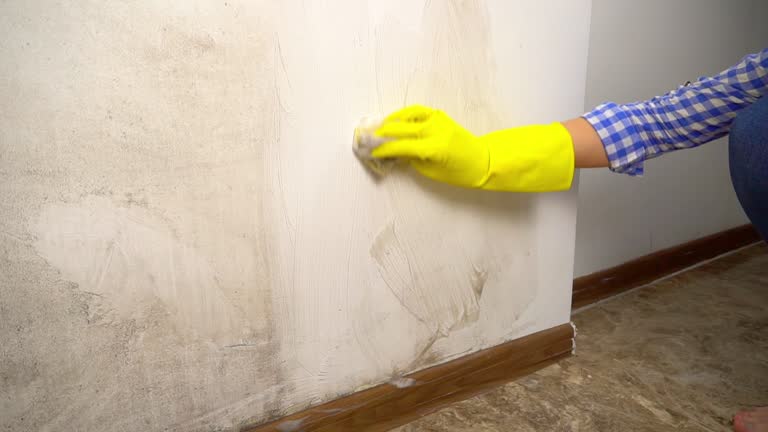 Best Mold Damage Restoration  in Burleson, TX