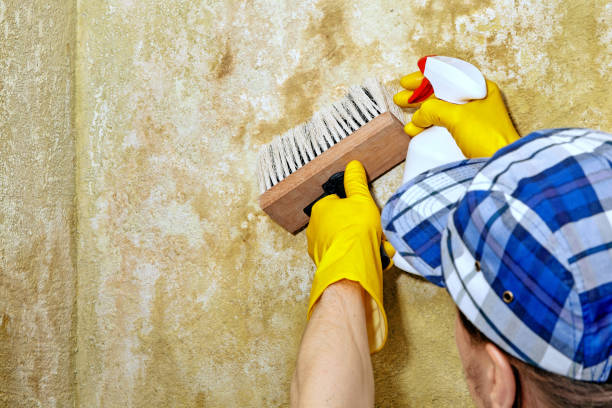 Mold Documentation for Insurance Claims in Burleson, TX