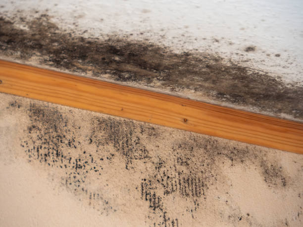 Best Airborne Mold Testing  in Burleson, TX