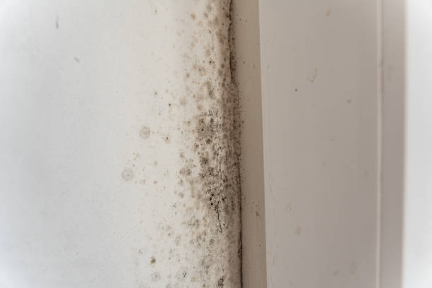 Best Mold Odor Removal Services  in Burleson, TX