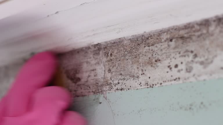 Best Mold Remediation for Healthcare Facilities  in Burleson, TX